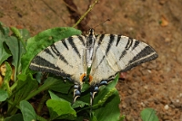 Iphiclides podalirius (5)